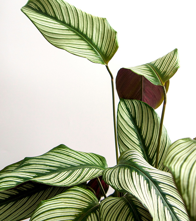 La Calathea est une plante magnifique pour votre salle de bain
